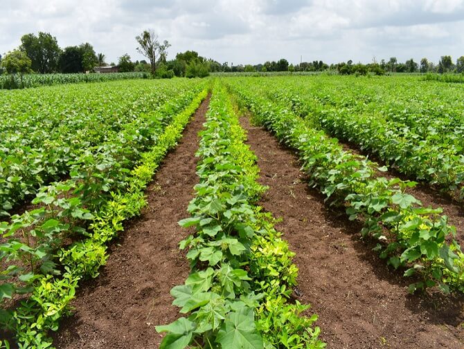 Intercropping and crop rotation