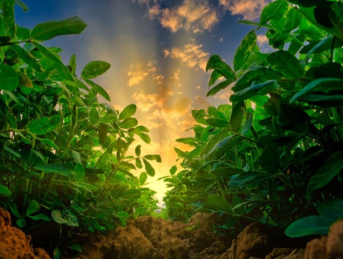 Peanut sustainability and the future of agriculture