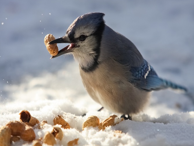 High in protein, free from aflatoxin : How to find the best peanut bird feed