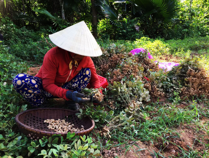 Expanding the Presence of Indian Groundnuts in Vietnam
