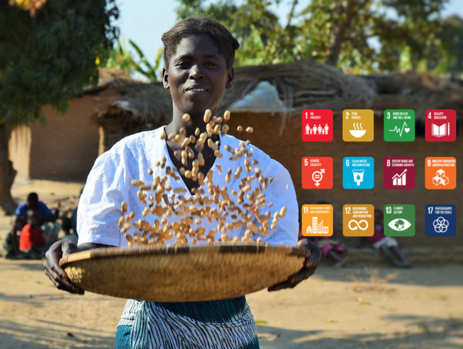 Agri-Innovation Spotlight: Low-Water Peanuts and Their Future