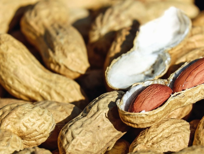 Argentina’s peanut sector cuts planted area by 24% after record 2024/25 season