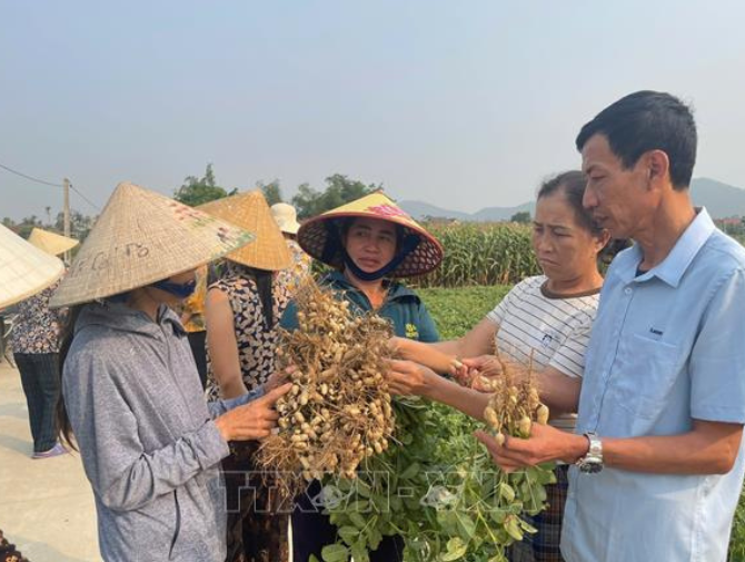 New peanut varieties and processing technologies open up export opportunities for Nghe An's agricultural products.