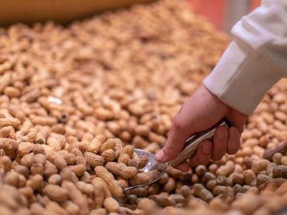 Why EU Buyers Prefer Certified Peanut Suppliers from India