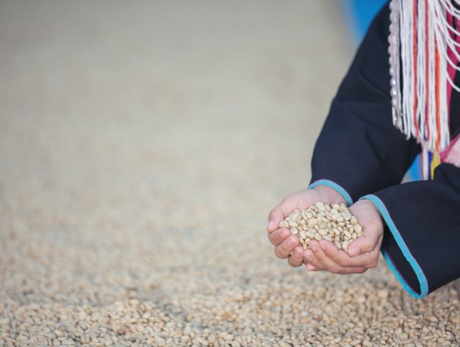 Niger Seeds Supplier for Bird Feed: Premium Quality Seeds for Global Buyers