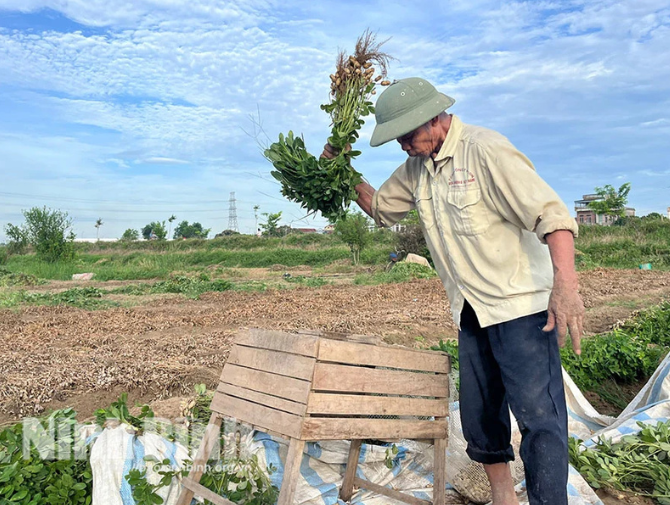 Spring peanut season in the rice paddies.