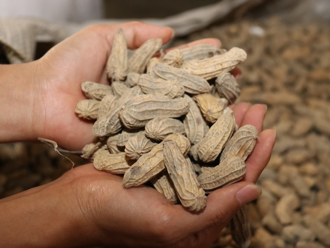Taiwan to investigate possible peanut price manipulation.