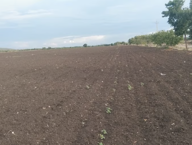 Rain failure leaves farmers staring at crop loss in Karnataka's Chitradurga.