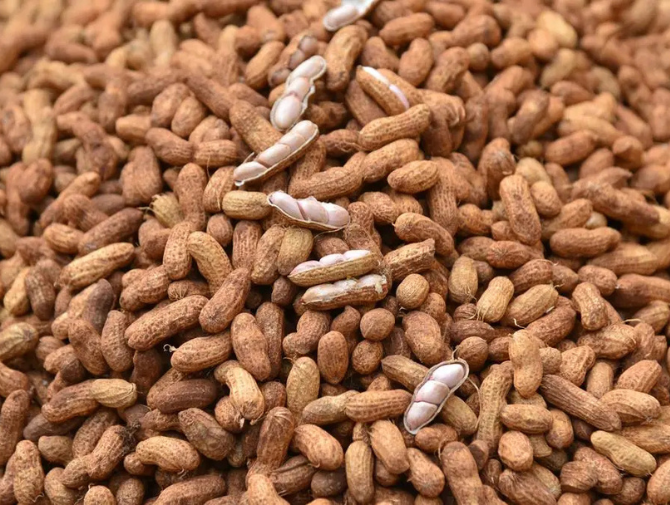 Gujarat’s Rajkot to host 2-day cottonseed and groundnut conclave from Aug 22.