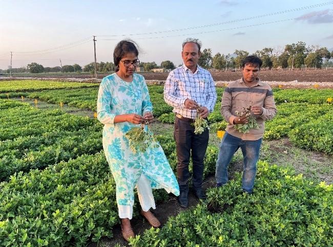 ICRISAT announces high-oleic groundnut breakthrough to boost farmer's Income.&nbsp;