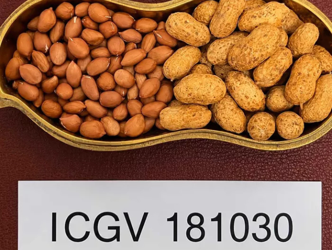 New High-Oleic Groundnut Varieties to Boost Farmer Incomes and Strengthen India's Edible Oil Economy&nbsp;