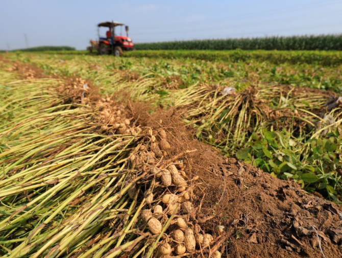 What do Decreased Planted Peanut Acres Mean for Production in 2026?