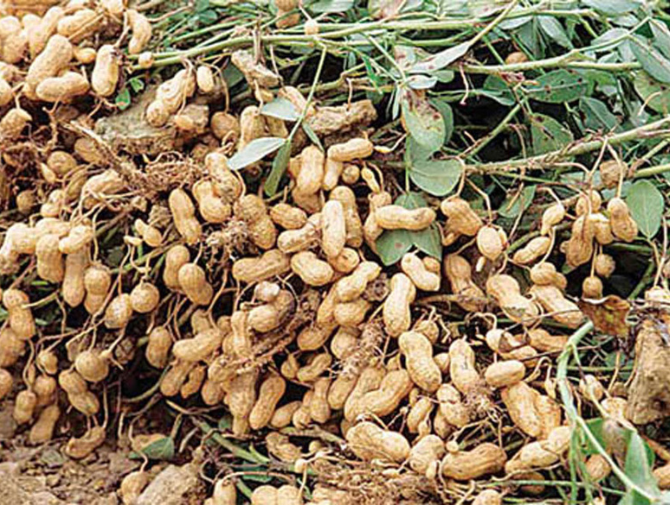 Groundnut brings smiles on Manikganj farmers’ faces.