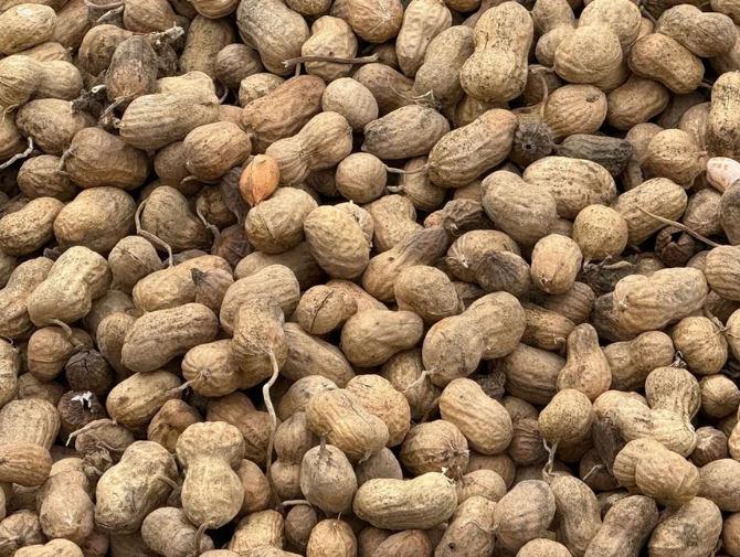 Lower peanut production could boost prices this year.
