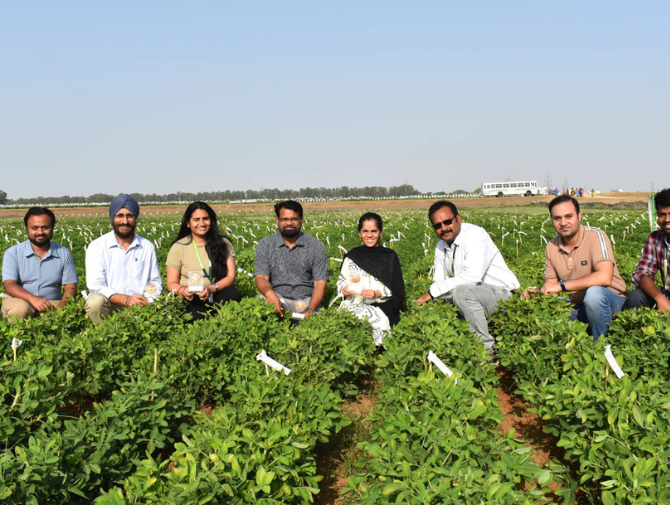 ICRISAT scientists decode the genetics behind seed coat removal in industry-ready groundnut.