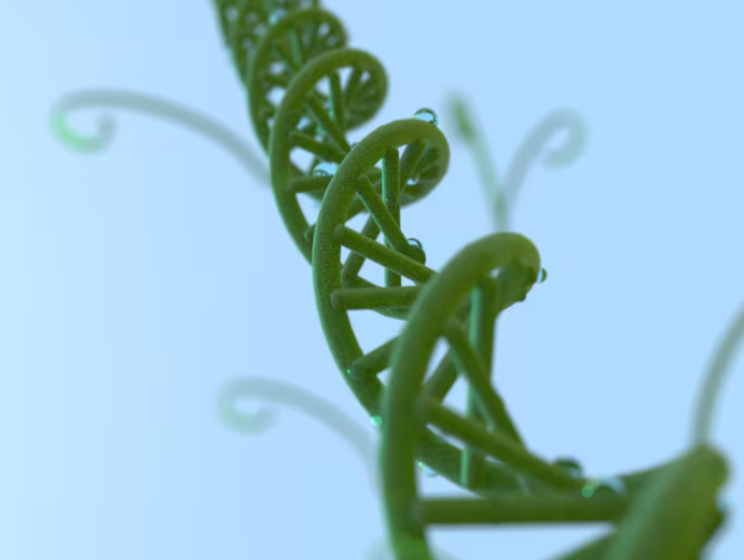 China launches seed IP regime to spur innovation, protect breeders' rights.