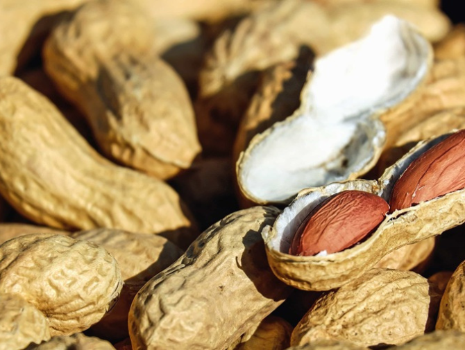 Global peanut market faces supply and export challenges.