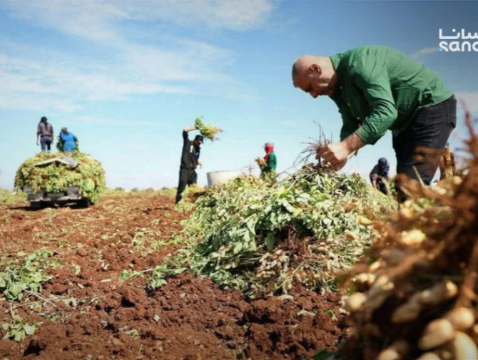 Syria’s peanut production estimated at 17,970 tons this season
