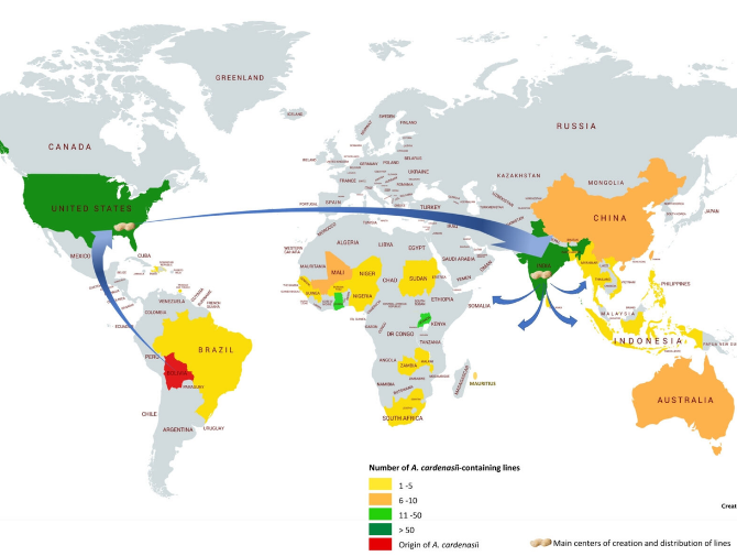 How One Wild Peanut Changed Breeding Around the World