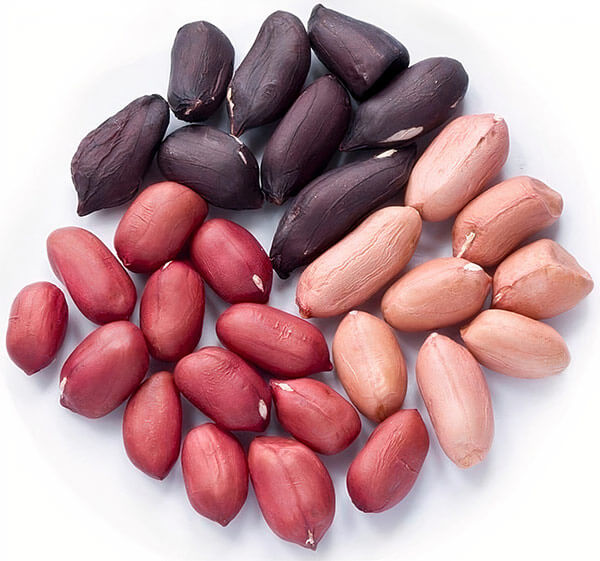 New-improved-varieties-of-peanuts3