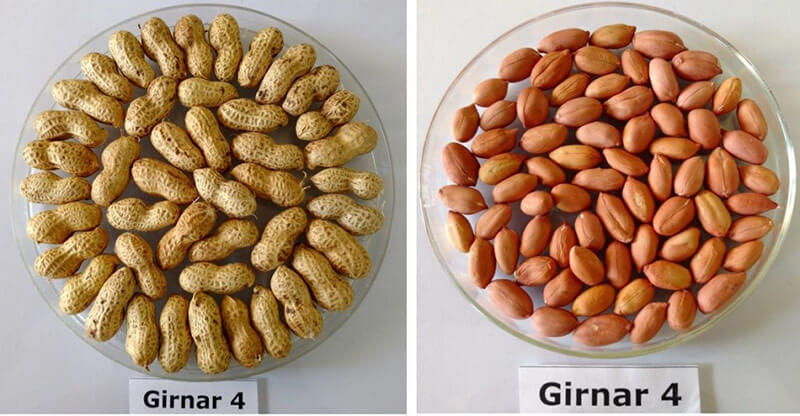 best-peanut-varieties-for-premium-peanut-oil3