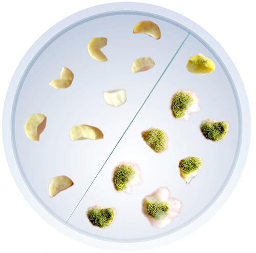 variation-aflatoxin-test-results-peanuts1