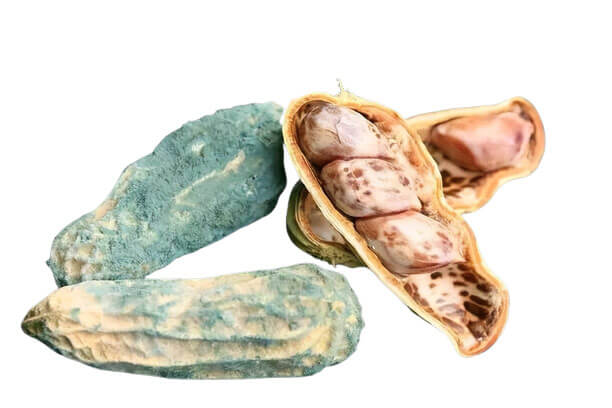 variation-aflatoxin-test-results-peanuts3