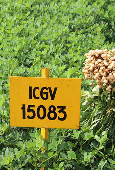 Agrocrops enters large-scale commercial peanut farming with FPO contracts