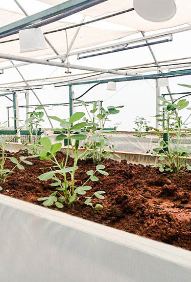 Agrocrops invests in hydroponics for peanut research and development