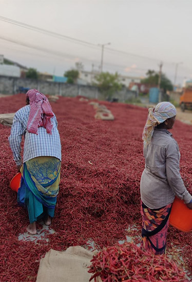 Agrocrops invests in chilli processing business in Guntur, Andhra Pradesh