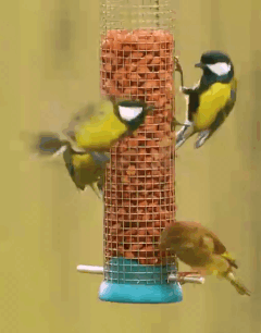 Bird and animal feed
